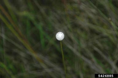 tenangle pipewort, Eriocaulon decangulare  (Eriocaulales: Eriocaulaceae) - 5426885