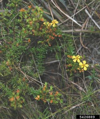 coastal plain St. Johnswort, Hypericum brachyphyllum  (Theales: Clusiaceae) - 5426889