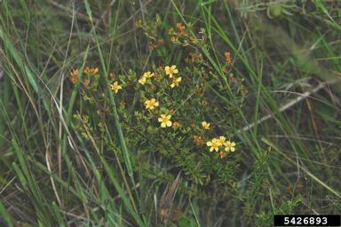 coastal plain St. Johnswort, Hypericum brachyphyllum  (Theales: Clusiaceae) - 5426893