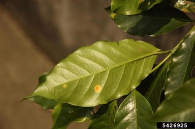 coffee leaf rust (Hemileia vastatrix ) on coffee (Coffea spp. ) - 5426925