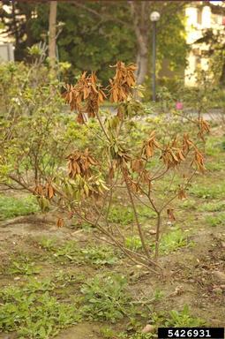 brown root rot (Phellinus noxius ) on rhododendrons and azaleas (Rhododendron spp. ) - 5426931