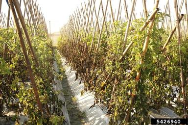 late blight (Phytophthora infestans ) on tomato (Lycopersicon esculentum ) - 5426940