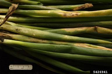 downy mildew (Peronospora destructor ) on welsh onion (Allium fistulosum ) - 5426941