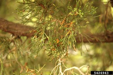 Japanese pear rust (Gymnosporangium asiaticum ) on Chinese juniper (Juniperus chinensis ) - 5426943