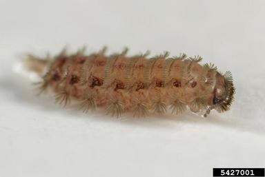 duff millipedes, Polyxenus spp.  (Polyxenida: Polyxenidae) - 5427001