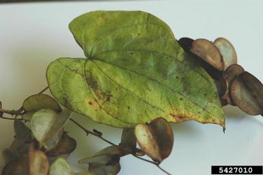 wild yam, Dioscorea villosa  (Dioscoreales: Dioscoreaceae) - 5427010