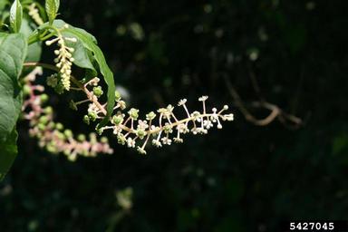 common pokeweed, Phytolacca americana  (Caryophyllales: Phytolaccaceae) - 5427045