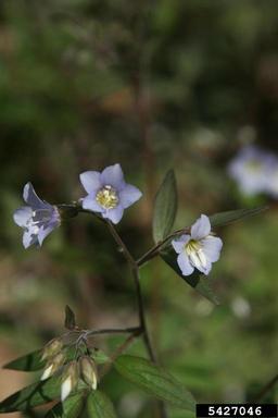 Greek valerian, Polemonium reptans  (Solanales: Polemoniaceae) - 5427046