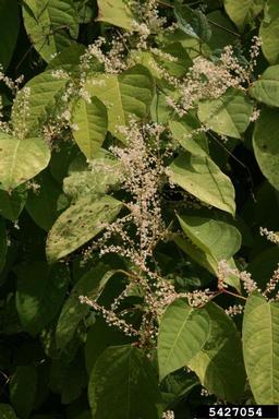 Japanese knotweed, Fallopia japonica  (Polygonales: Polygonaceae) - 5427054