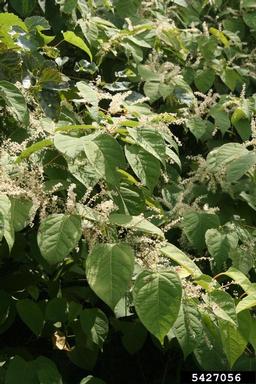 Japanese knotweed, Fallopia japonica  (Polygonales: Polygonaceae) - 5427056