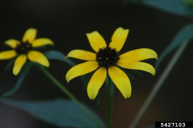 orange coneflower, Rudbeckia fulgida  (Asterales: Asteraceae) - 5427103