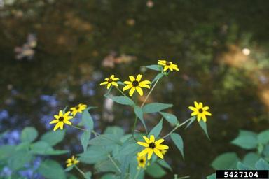 orange coneflower, Rudbeckia fulgida  (Asterales: Asteraceae) - 5427104