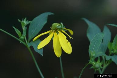 cutleaf coneflower, Rudbeckia laciniata  (Asterales: Asteraceae) - 5427110
