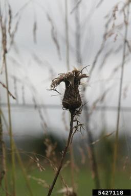 spotted knapweed, Centaurea stoebe ssp. micranthos (Asterales: Asteraceae) - 5427118