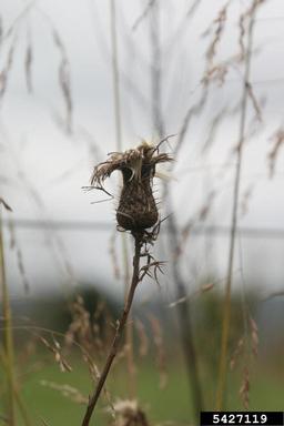 spotted knapweed, Centaurea stoebe ssp. micranthos (Asterales: Asteraceae) - 5427119