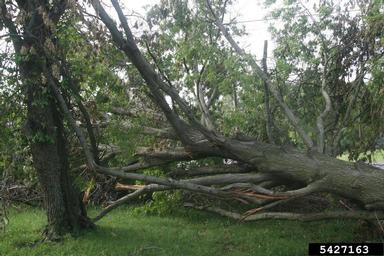 storm damage (general),    - 5427163