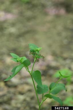 purple meadowparsnip, Thaspium trifoliatum  (Apiales: Apiaceae) - 5427168