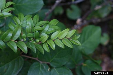 California huckleberry, Vaccinium ovatum  (Ericales: Ericaceae) - 5427191