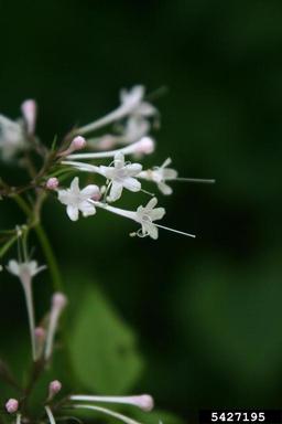 largeflower valerian, Valeriana pauciflora  (Dipsacales: Valerianaceae) - 5427195