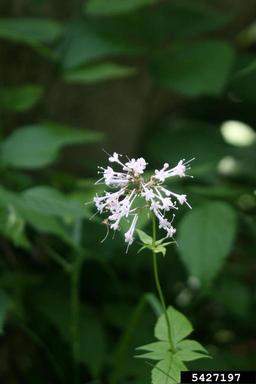 largeflower valerian, Valeriana pauciflora  (Dipsacales: Valerianaceae) - 5427197