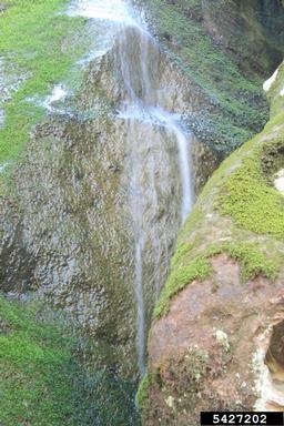 waterfalls,    (Freshwater biomes: Miscellaneous Waterfalls) - 5427202