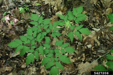 white baneberry, Actaea pachypoda  (Ranunculales: Ranunculaceae) - 5427206