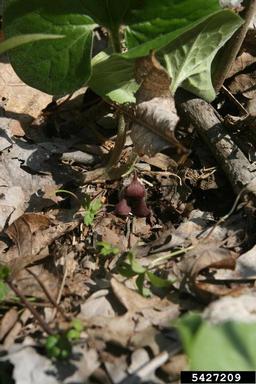 Canadian wildginger, Asarum canadense  (Aristolochiales: Aristolochiaceae) - 5427209