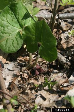 Canadian wildginger, Asarum canadense  (Aristolochiales: Aristolochiaceae) - 5427211