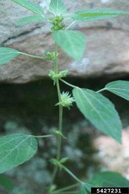 Virginia copperleaf, Acalypha virginica  (Euphorbiales: Euphorbiaceae) - 5427231