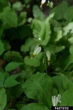 French's shootingstar, Dodecatheon frenchii  (Primulales: Primulaceae) - 5427232