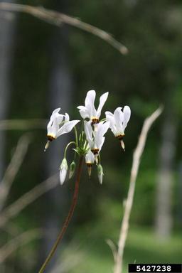 pride of Ohio, Dodecatheon meadia  (Primulales: Primulaceae) - 5427238