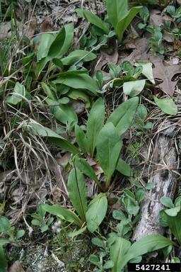 pride of Ohio, Dodecatheon meadia  (Primulales: Primulaceae) - 5427241