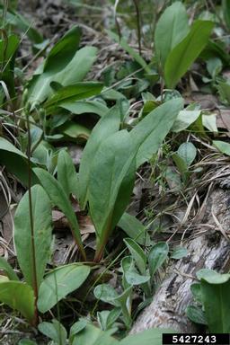 pride of Ohio, Dodecatheon meadia  (Primulales: Primulaceae) - 5427243