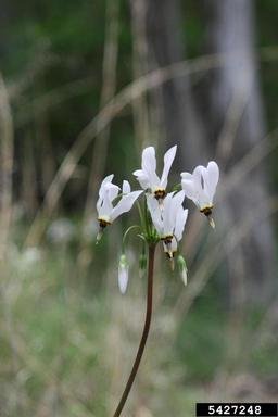 pride of Ohio, Dodecatheon meadia  (Primulales: Primulaceae) - 5427248