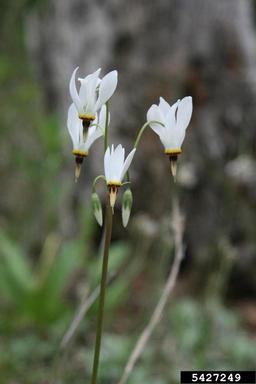 pride of Ohio, Dodecatheon meadia  (Primulales: Primulaceae) - 5427249