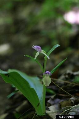 showy orchid, Galearis spectabilis  (Orchidales: Orchidaceae) - 5427280