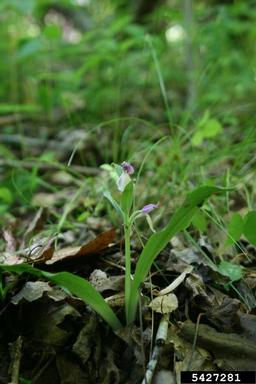 showy orchid, Galearis spectabilis  (Orchidales: Orchidaceae) - 5427281