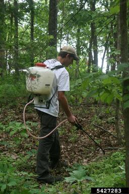 garlic mustard, Alliaria petiolata  (Capparales: Brassicaceae) - 5427283