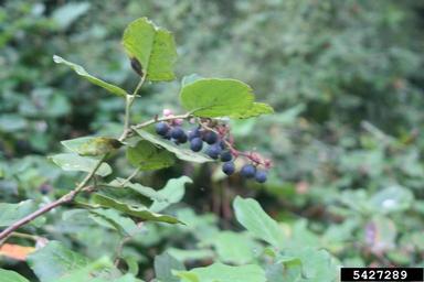 salal, Gaultheria shallon  (Ericales: Ericaceae) - 5427289