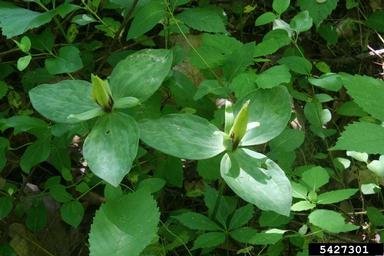 wood wakerobin, Trillium viride  (Liliales: Liliaceae) - 5427301