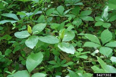 wood wakerobin, Trillium viride  (Liliales: Liliaceae) - 5427302