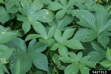 Japanese hop, Humulus japonicus  (Urticales: Cannabaceae) - 5427313
