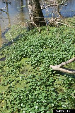 floating pennywort, Hydrocotyle ranunculoides  (Apiales: Apiaceae) - 5427317