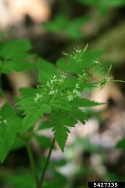 longstyle sweetroot, Osmorhiza longistylis  (Apiales: Apiaceae) - 5427339