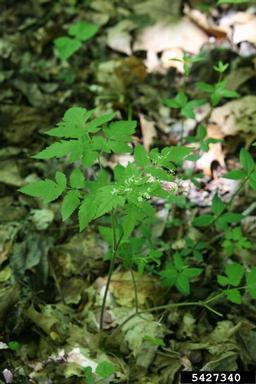 longstyle sweetroot, Osmorhiza longistylis  (Apiales: Apiaceae) - 5427340