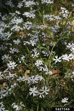 cleft phlox, Phlox bifida  (Solanales: Polemoniaceae) - 5427346