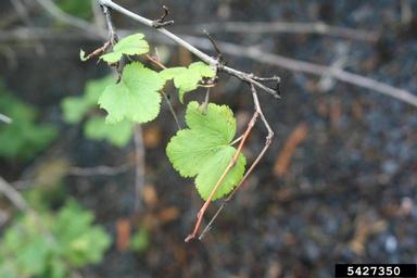 Pacific ninebark, Physocarpus capitatus  (Rosales: Rosaceae) - 5427350