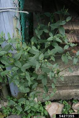 Japanese chaff flower, Achyranthes japonica  (Caryophyllales: Amaranthaceae) - 5427355