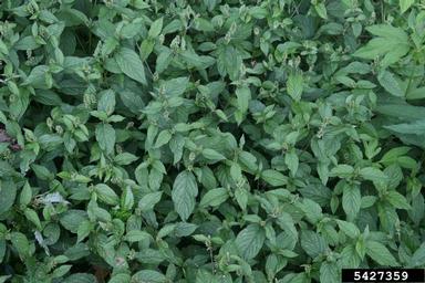Japanese chaff flower, Achyranthes japonica  (Caryophyllales: Amaranthaceae) - 5427359