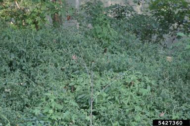 Japanese chaff flower, Achyranthes japonica  (Caryophyllales: Amaranthaceae) - 5427360